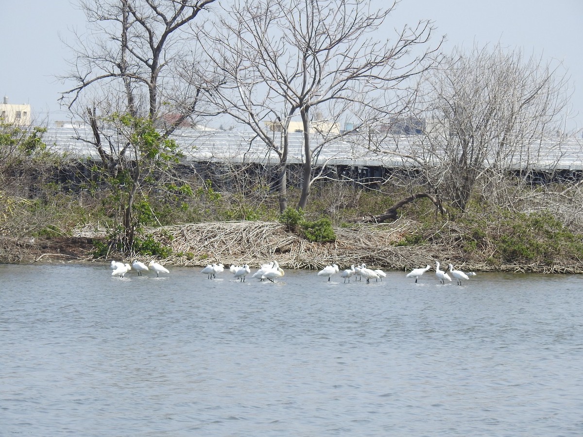 Black-faced Spoonbill - ML542605171