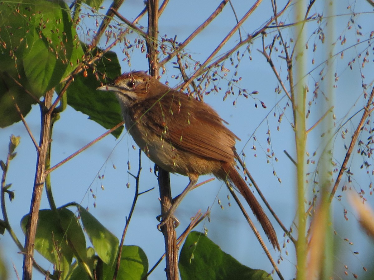 Moustached Grass-Warbler - Morgan  Saineti