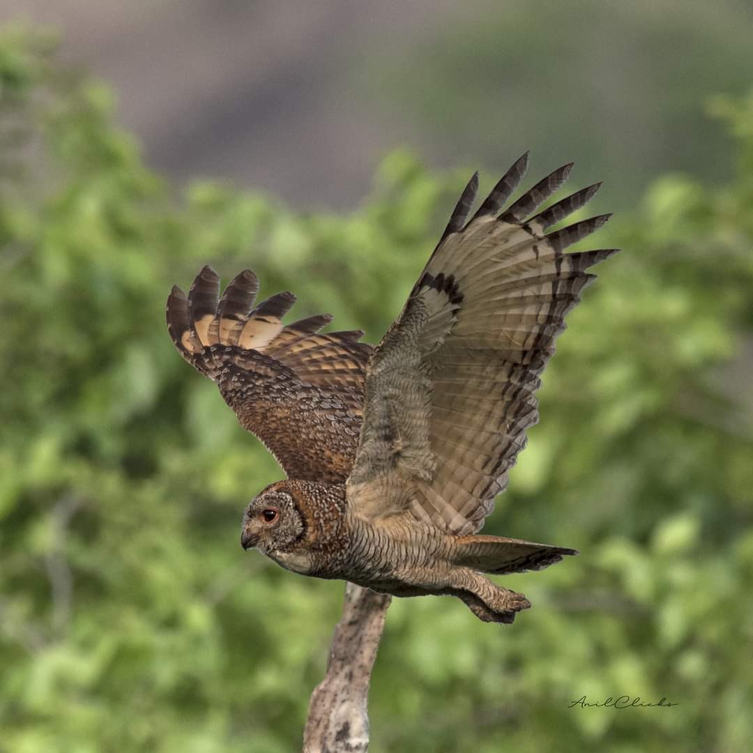 Mottled Wood-Owl - ML542605431