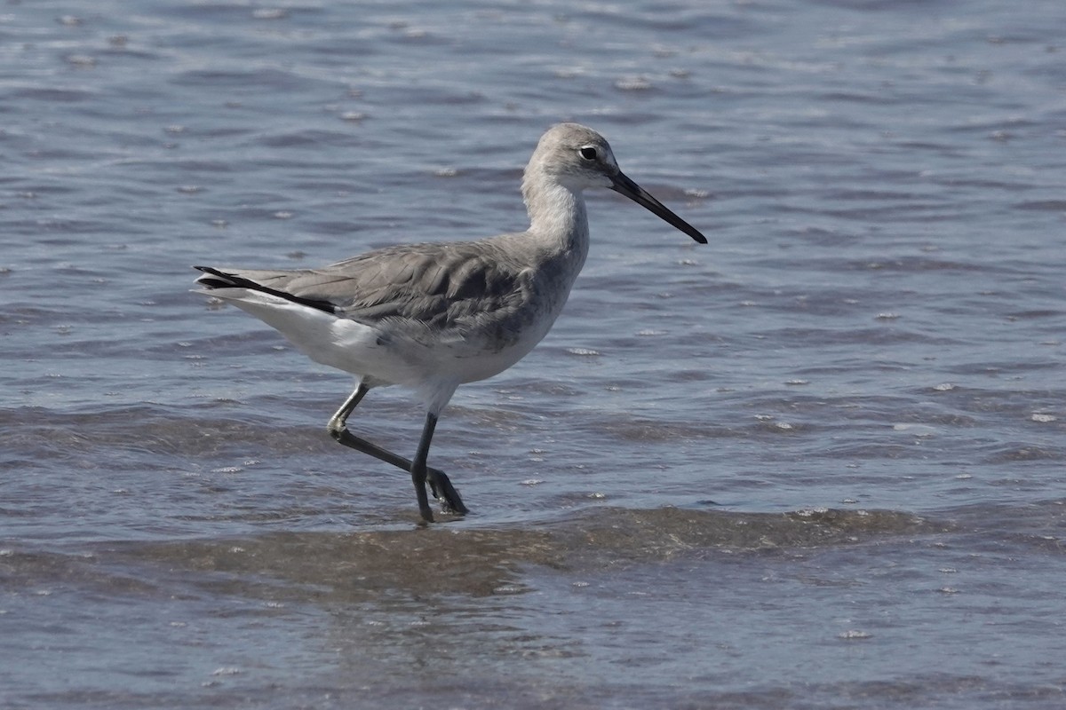 Willet - ML542605641