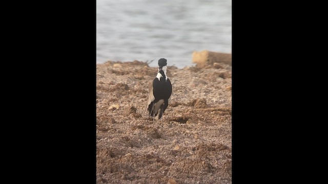 Spur-winged Lapwing - ML542605651