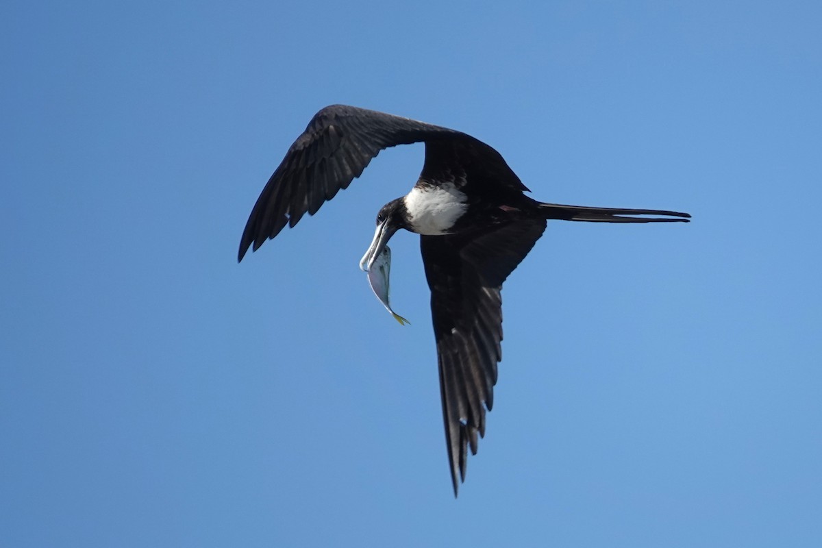 Magnificent Frigatebird - ML542605661