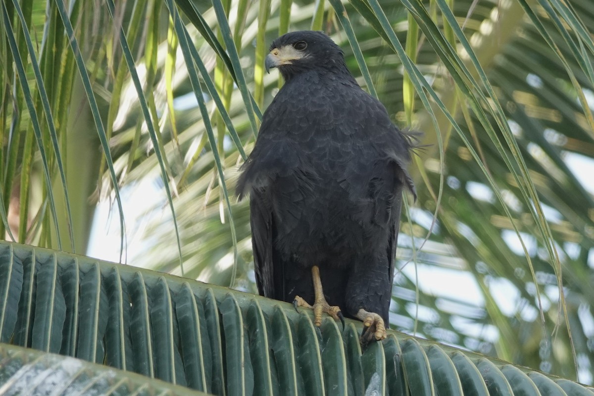 Common Black Hawk - ML542605811