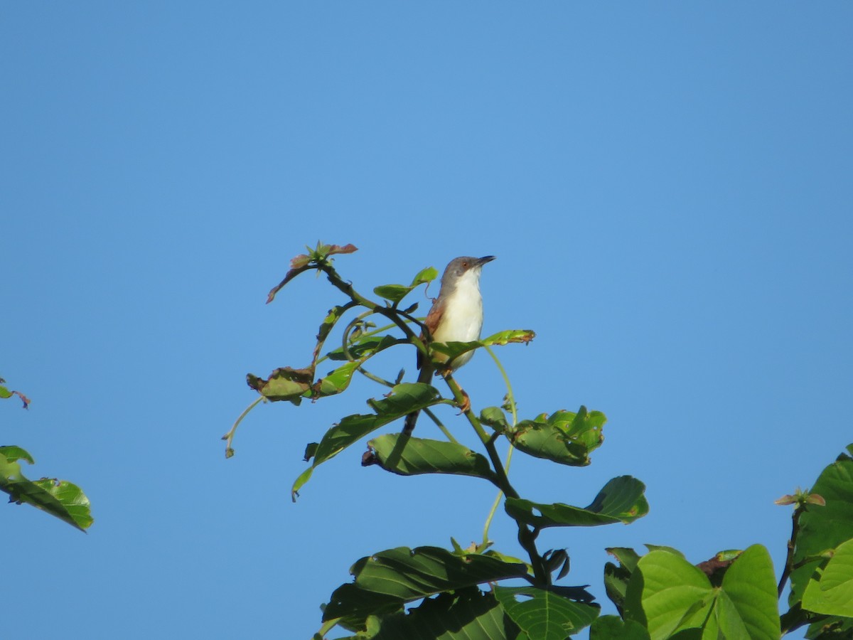 Red-winged Prinia - ML542605821