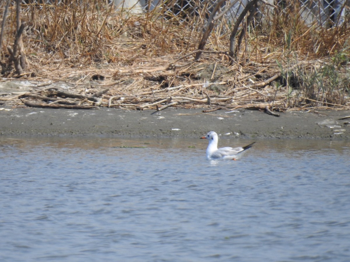 Black-headed Gull - ML542605911