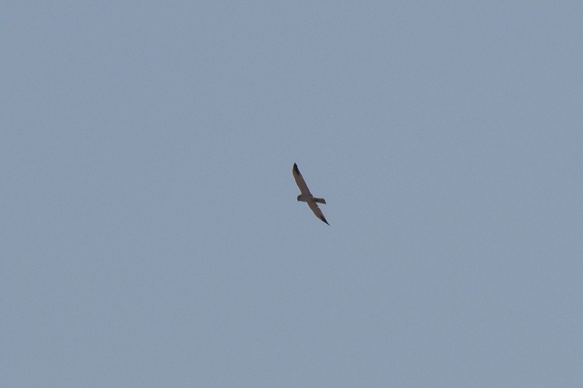 Pallid Harrier - ML542606231