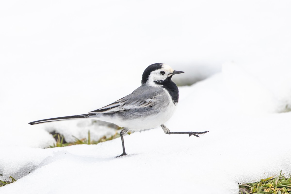 White Wagtail (White-faced) - ML542606461
