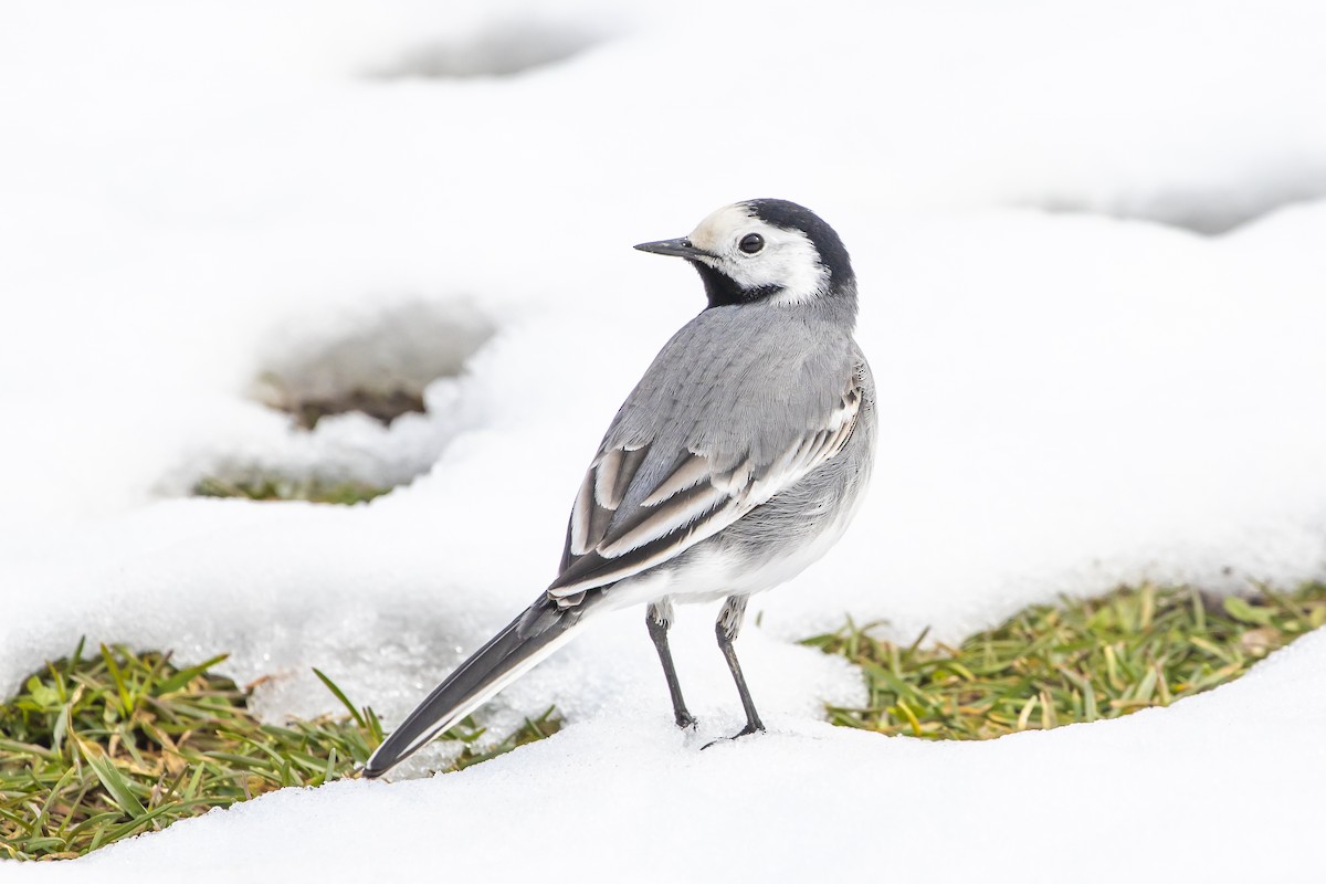 White Wagtail (White-faced) - ML542606471
