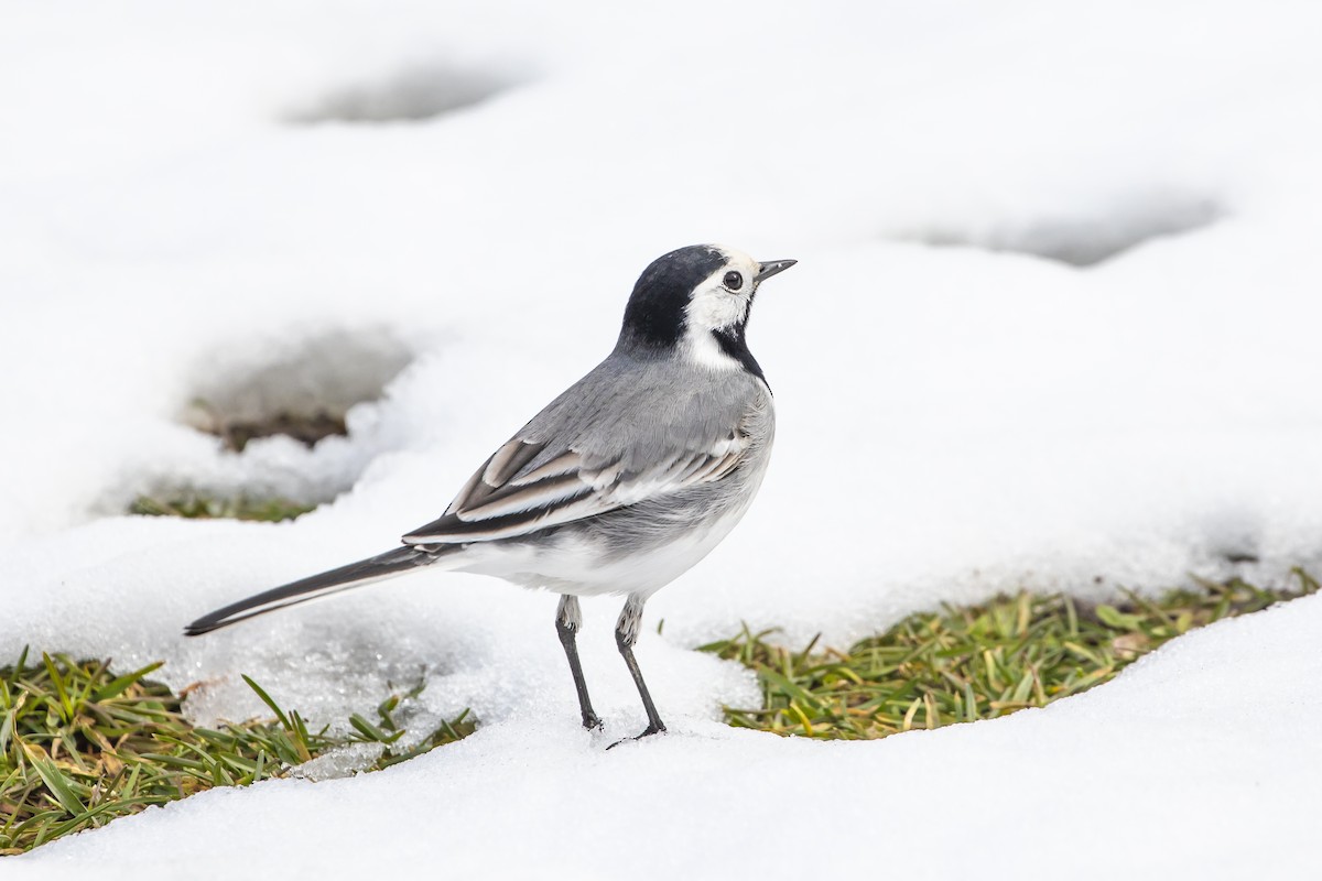 White Wagtail (White-faced) - ML542606481