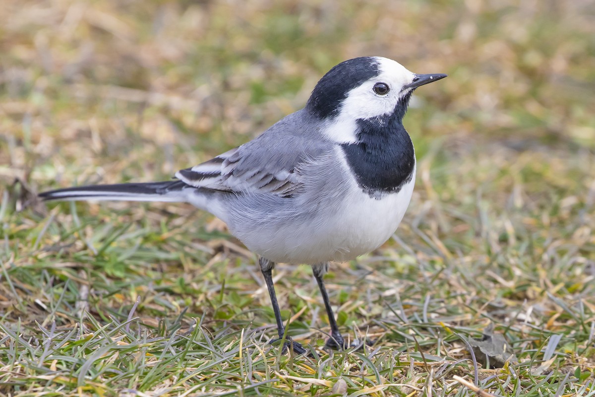 White Wagtail (White-faced) - ML542606491