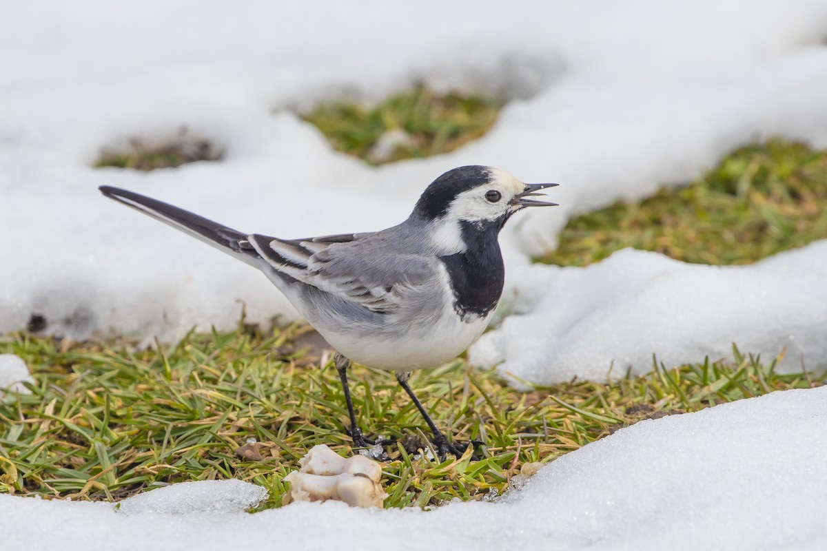 White Wagtail (White-faced) - ML542606501