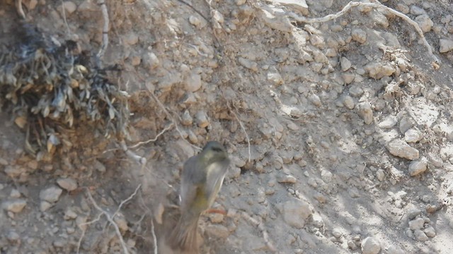 Gray-hooded Sierra Finch - ML542606551