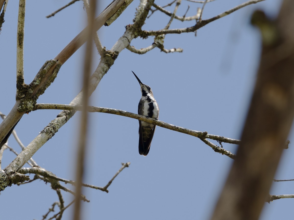 Black-throated Mango - ML542606781