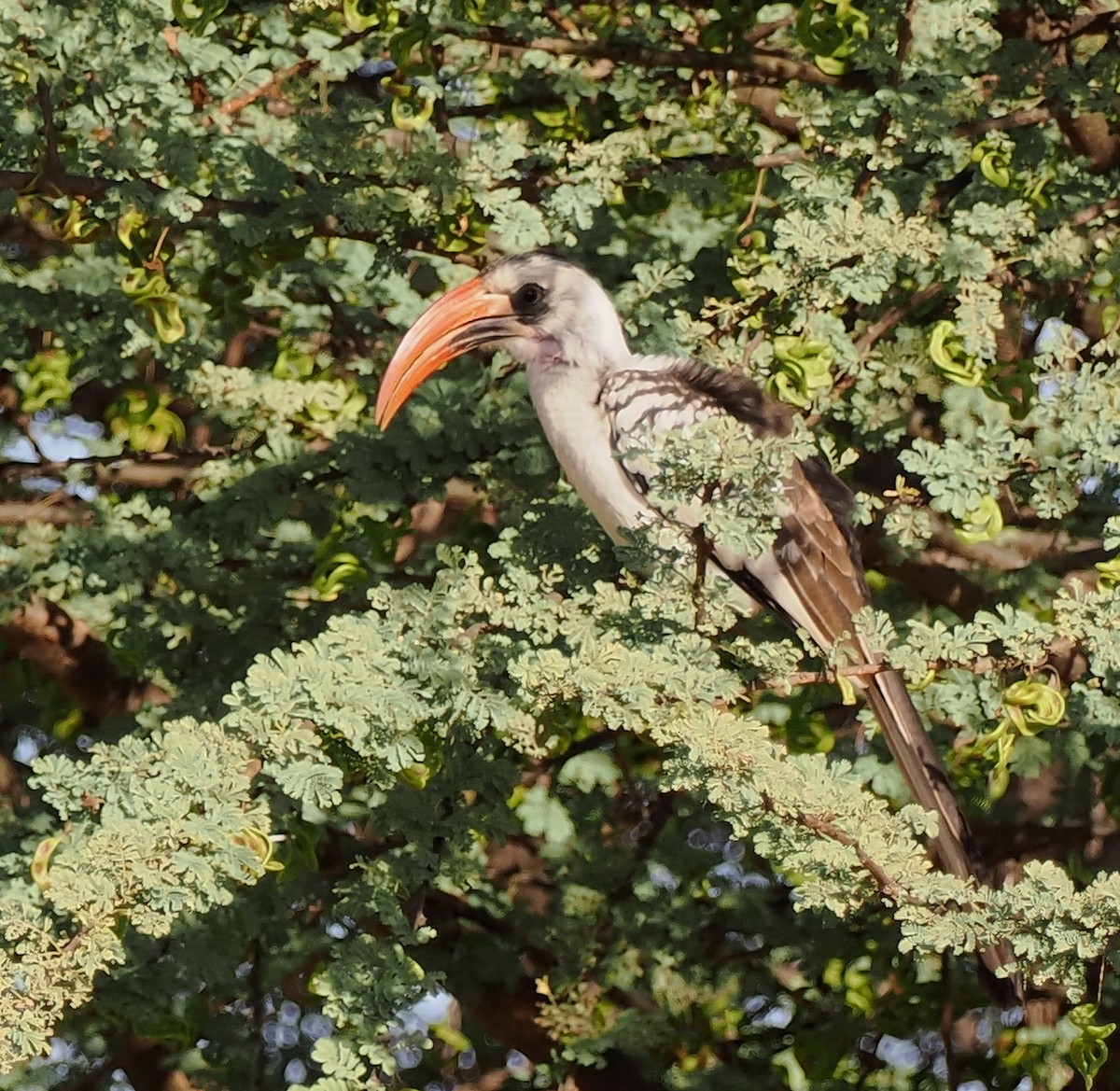 Western Red-billed Hornbill - ML542610291