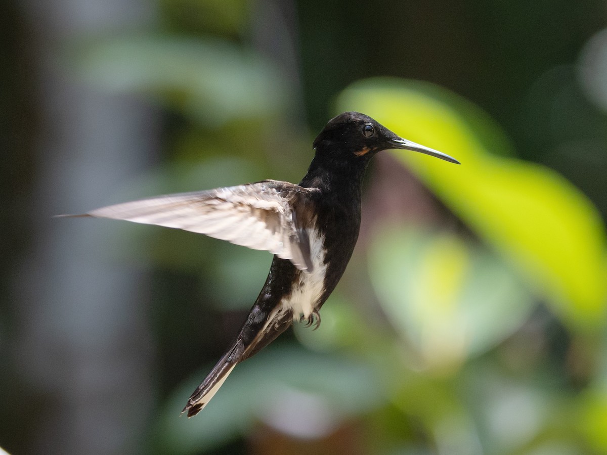 Black Jacobin - ML542610661