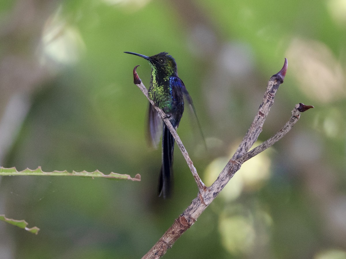 Long-tailed Woodnymph - David and Judy Smith