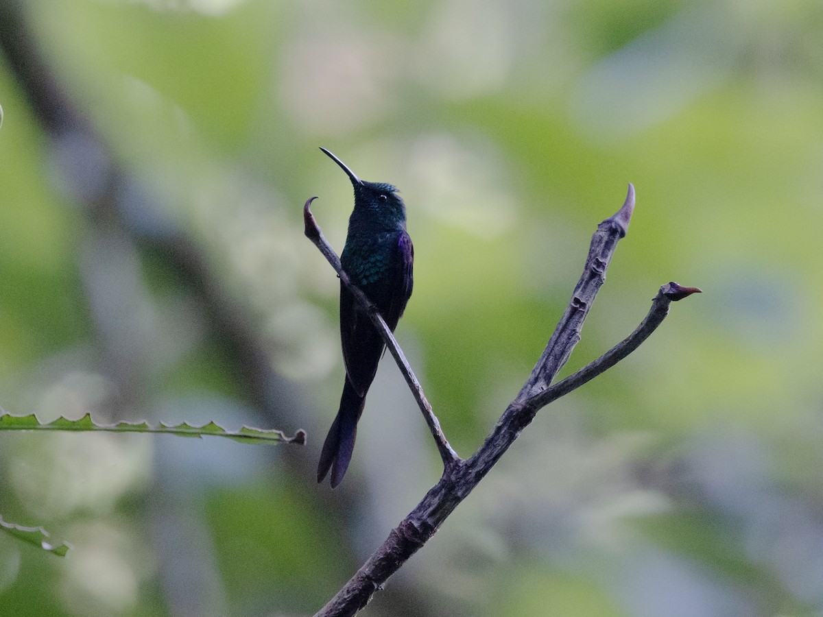 Long-tailed Woodnymph - David and Judy Smith