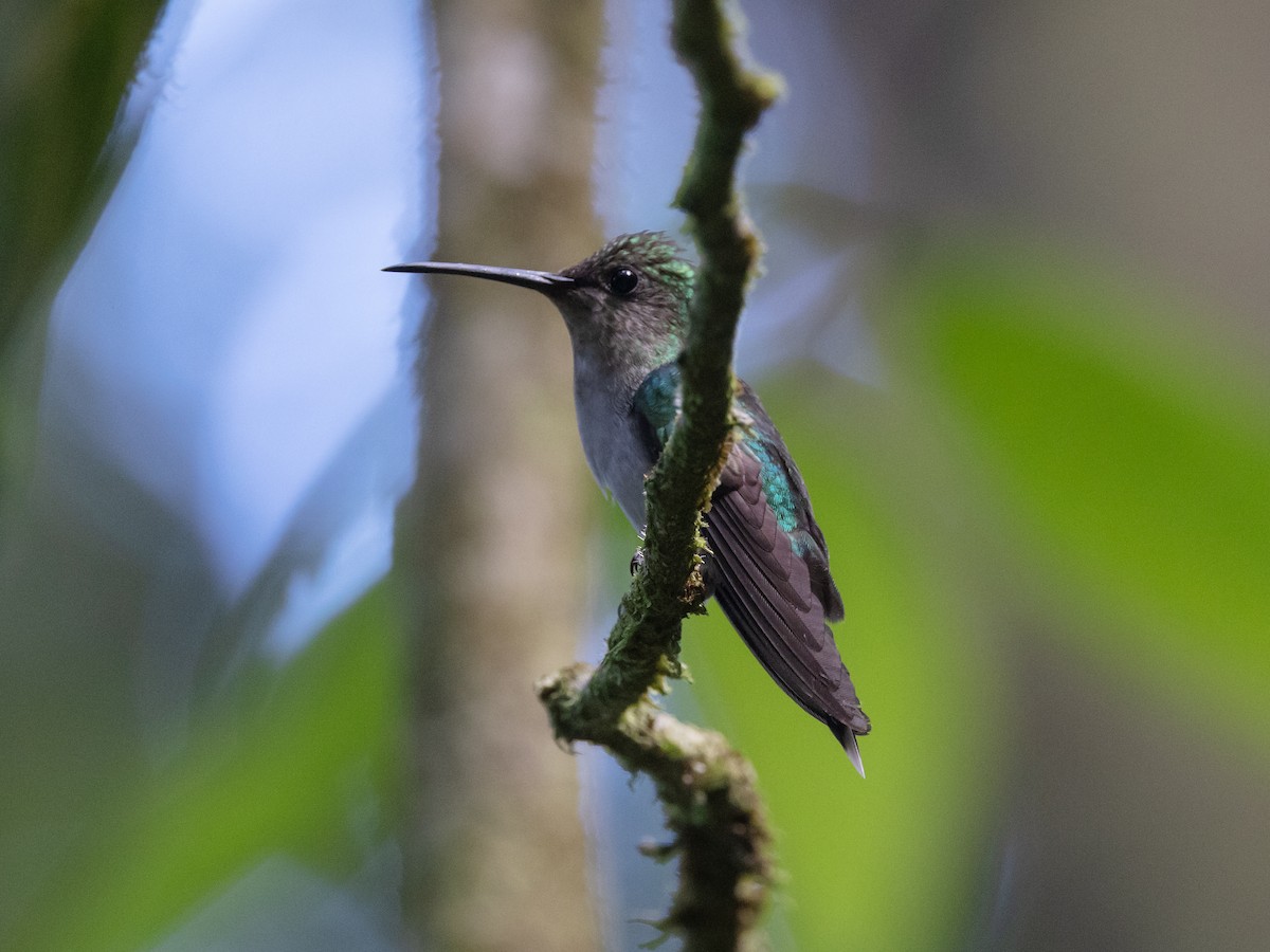 Long-tailed Woodnymph - David and Judy Smith