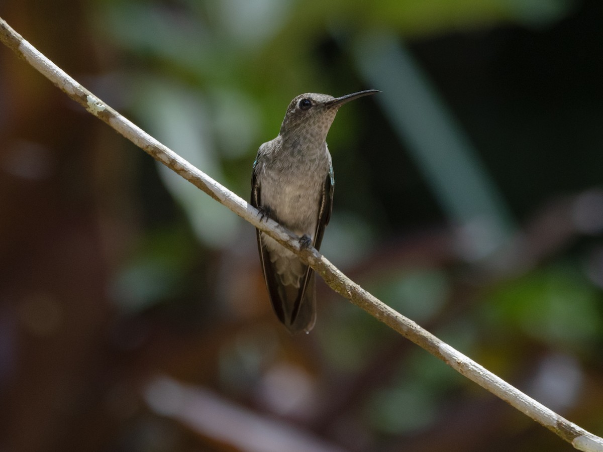 Sombre Hummingbird - ML542611311