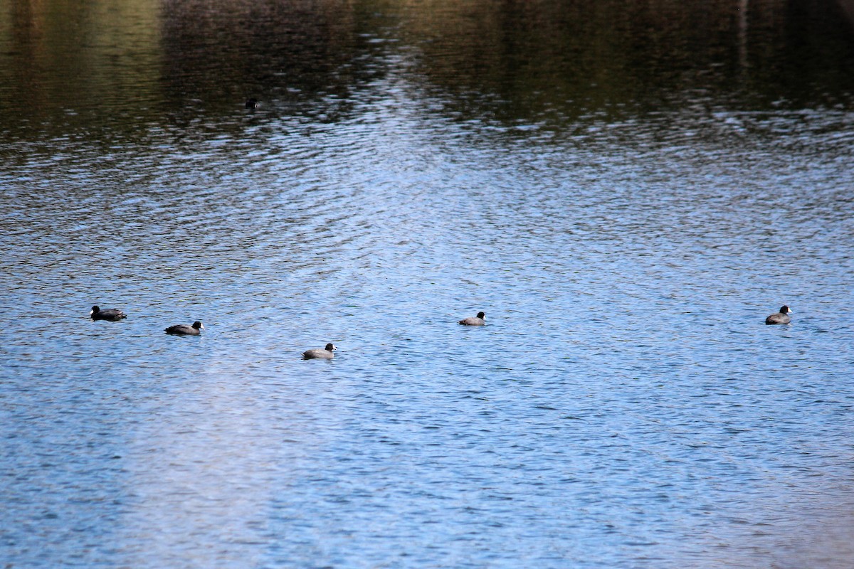 American Coot - ML54261151