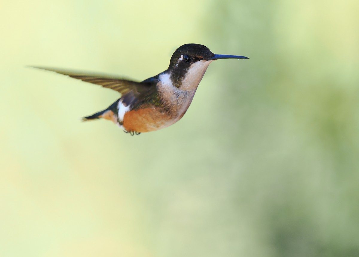 Magenta-throated Woodstar - Josep del Hoyo