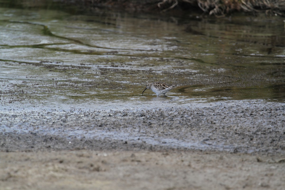 Broad-billed Sandpiper - ML542612571