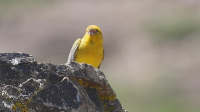 Greater Yellow-Finch - ML542613141