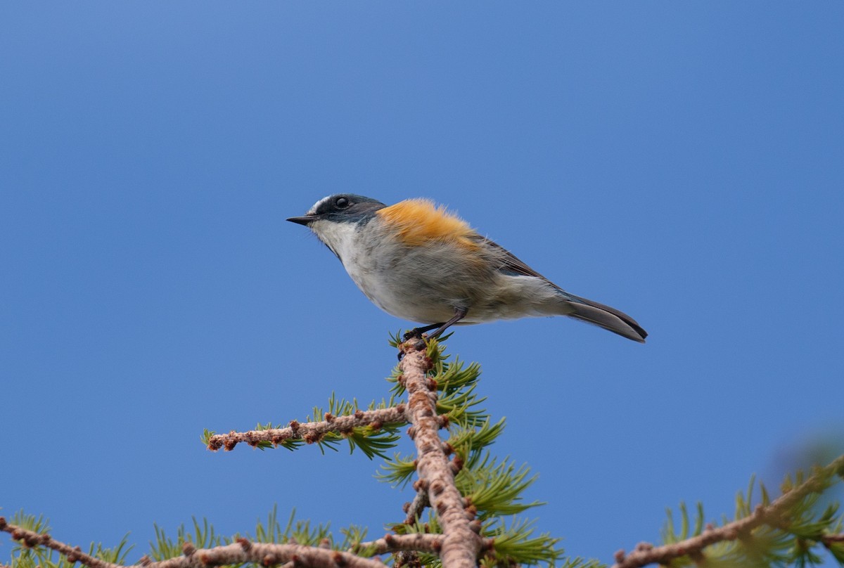 Red-flanked Bluetail - Brian Bunting