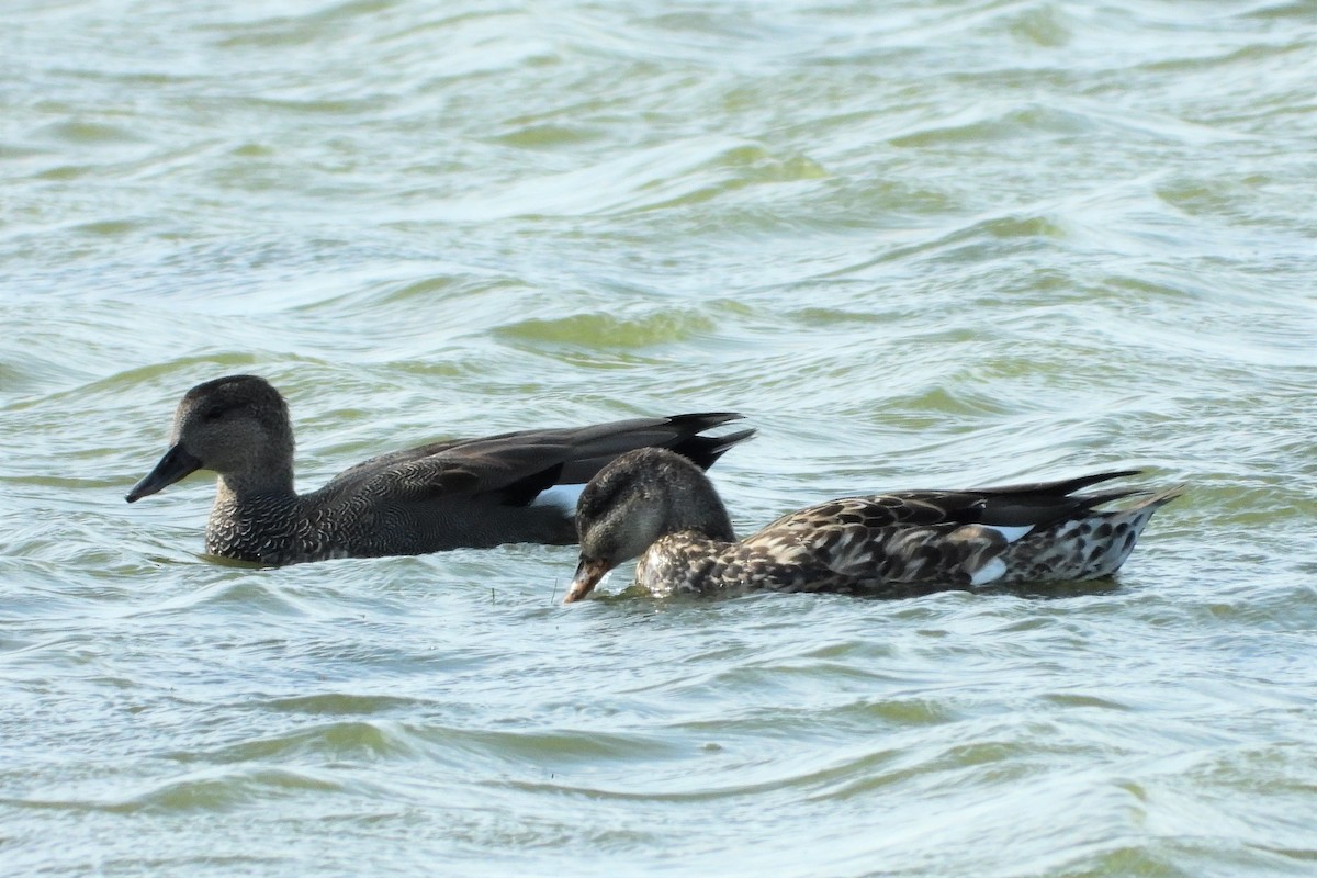 Gadwall - ML542613321