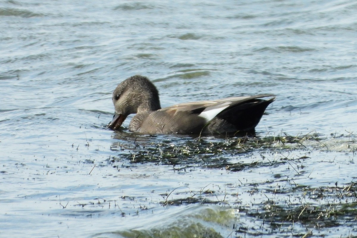 Gadwall - ML542613551