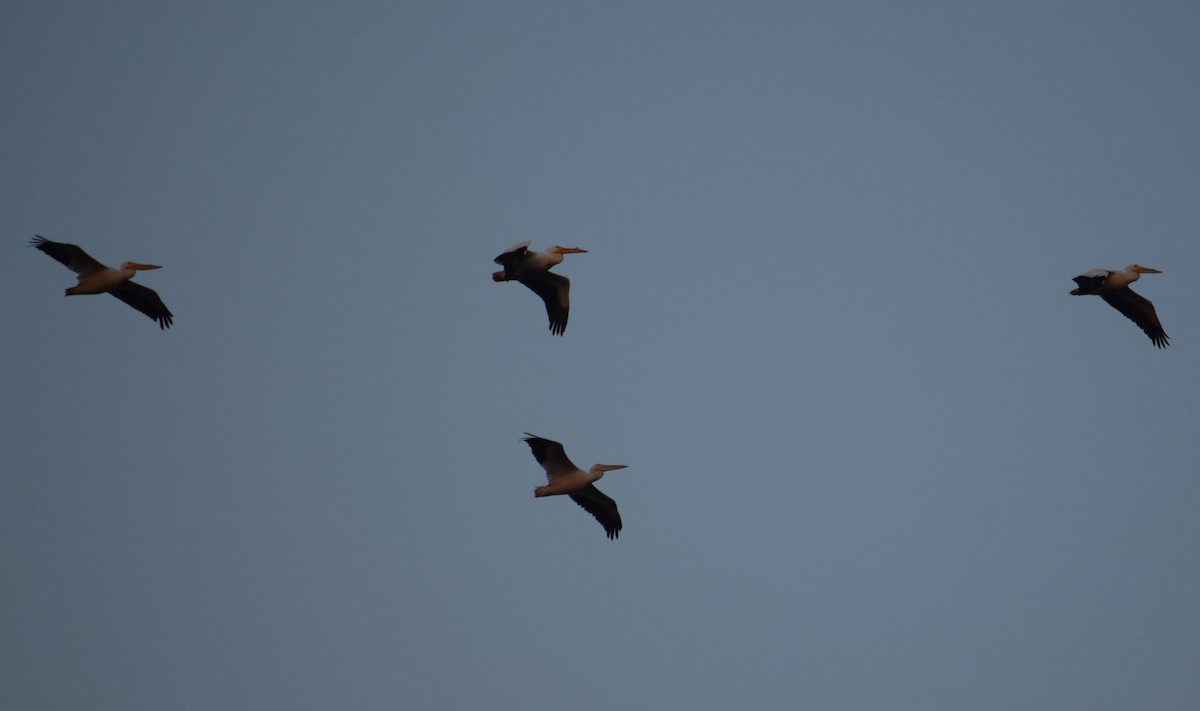 American White Pelican - ML542613921