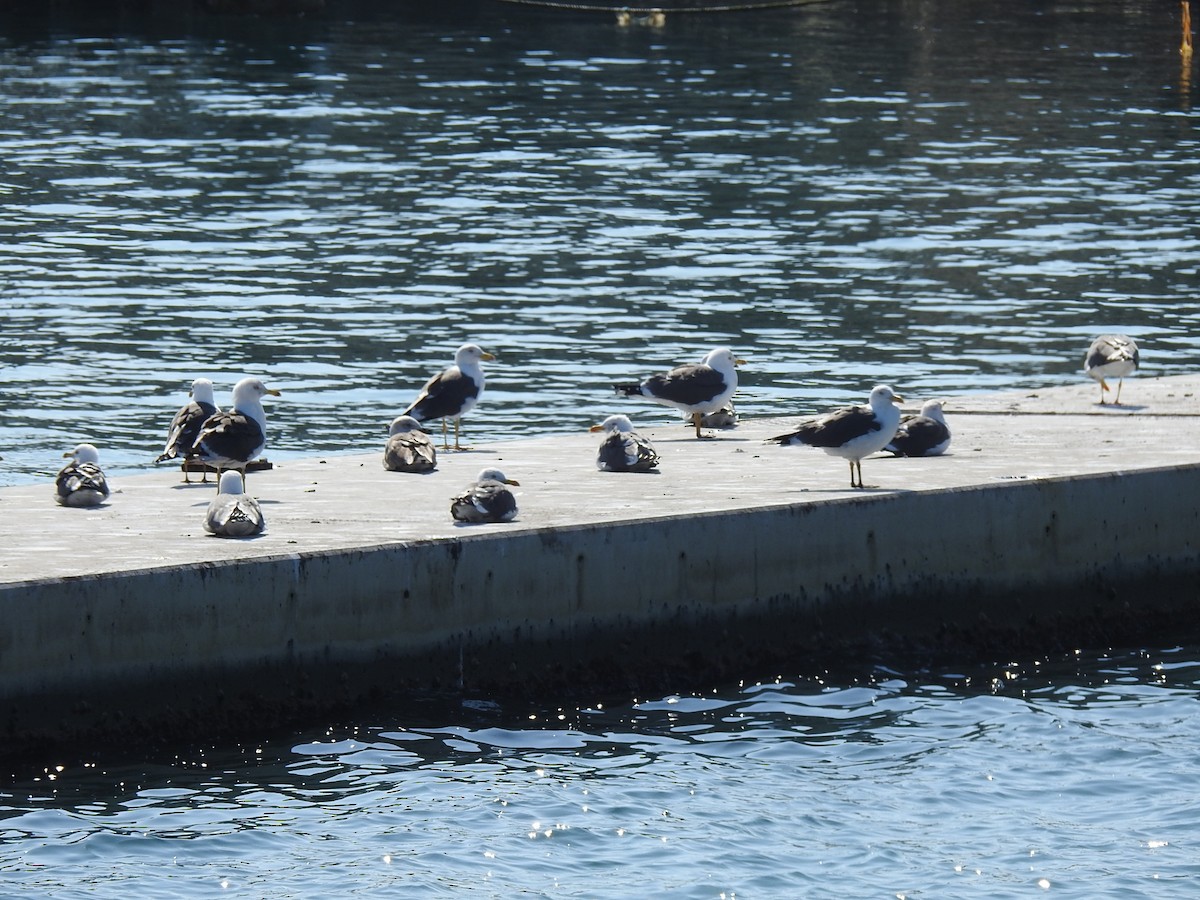 Lesser Black-backed Gull - Jorge López Álvarez