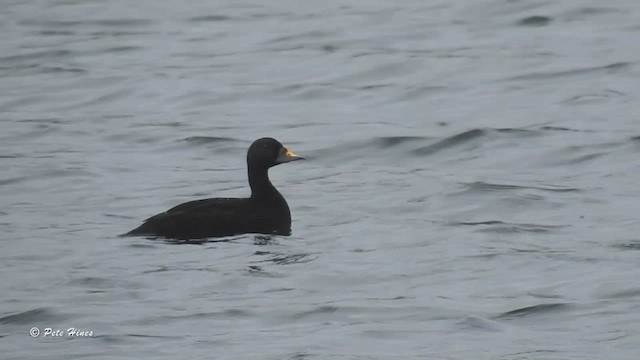 Common Scoter - ML542614841