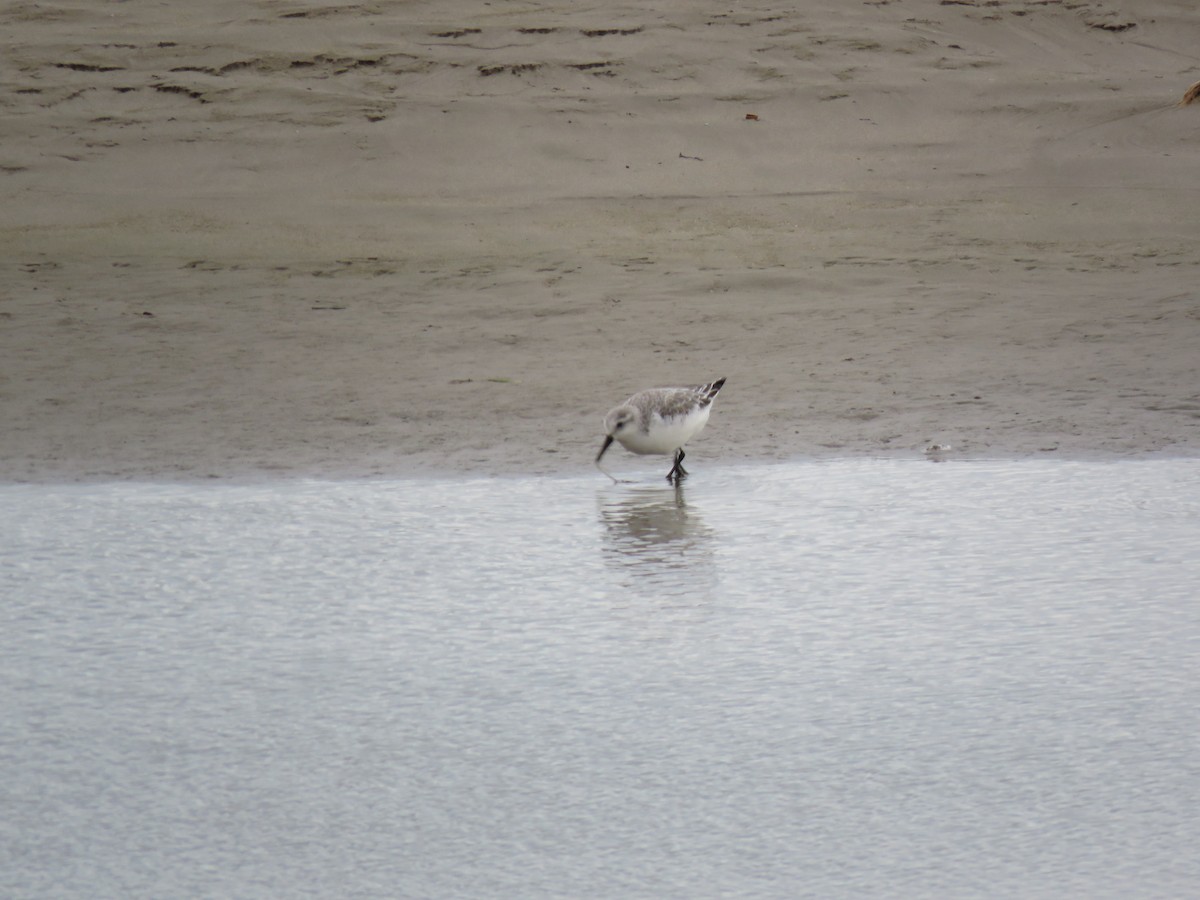 Sanderling - Julio Hernando Luengo