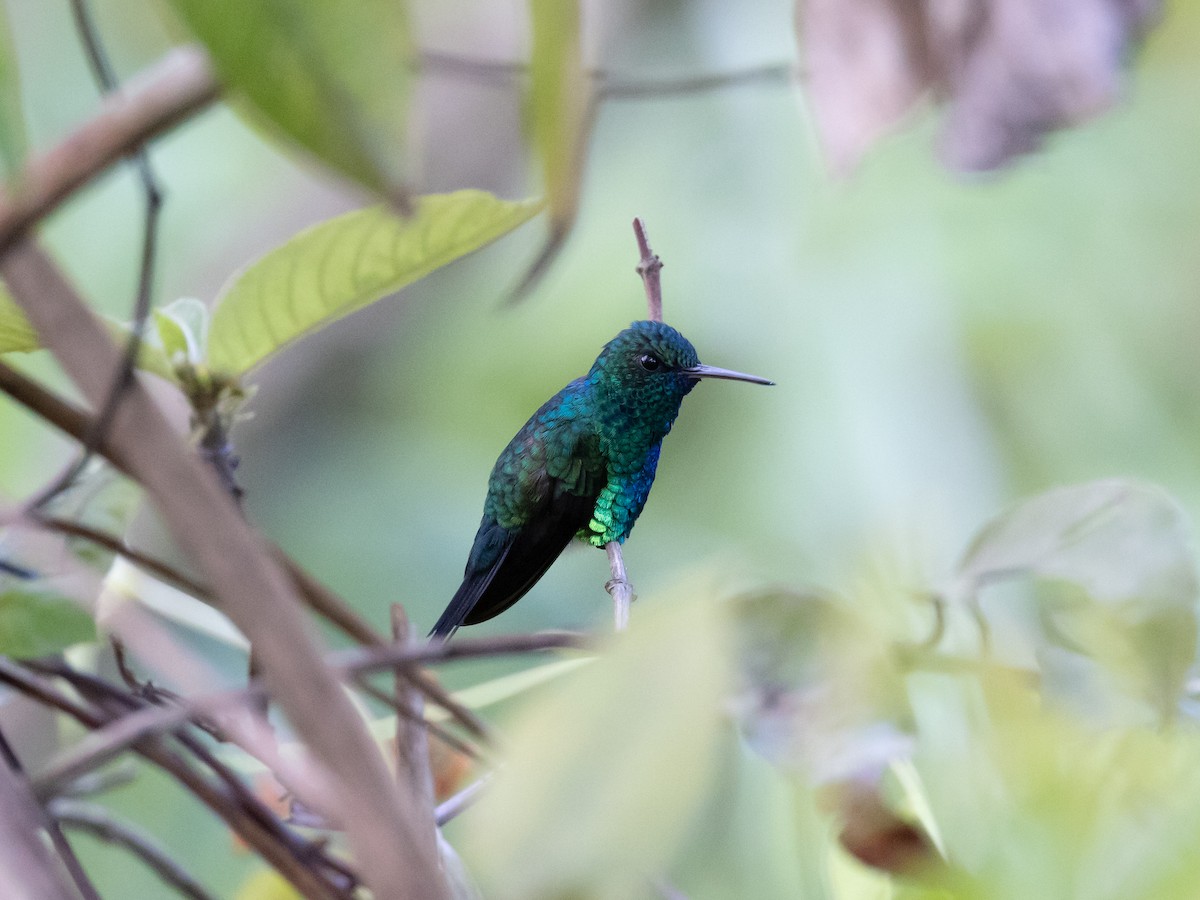 Blue-chinned Sapphire - ML542616191