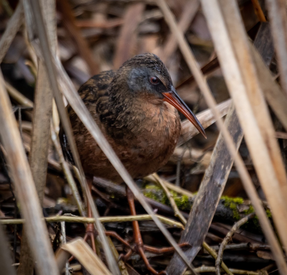 Virginia Rail - ML542616831