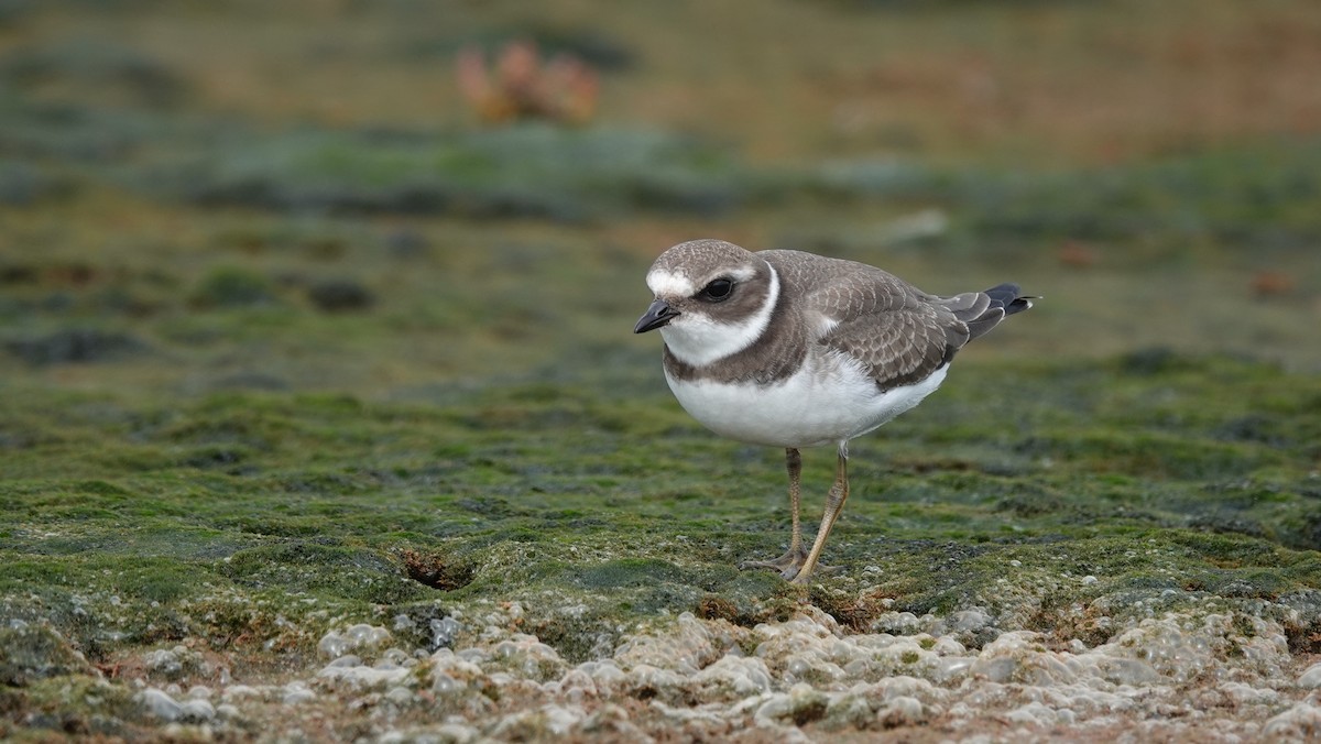 Semipalmated Plover - ML542616911