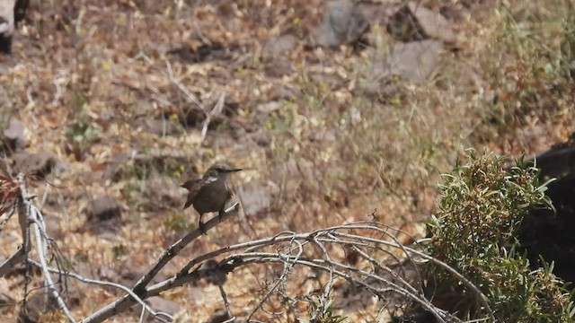 チリーカマドドリ - ML542616951