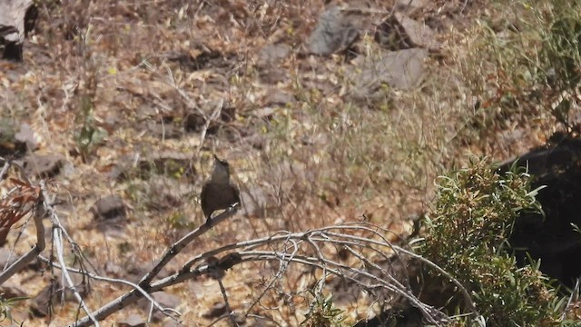 チリーカマドドリ - ML542616971