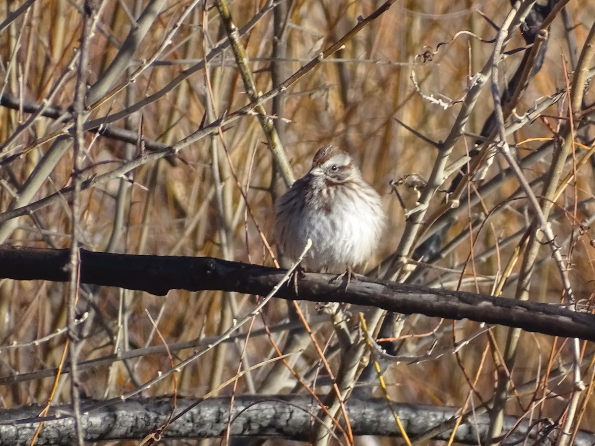 Song Sparrow - Robert Solomon