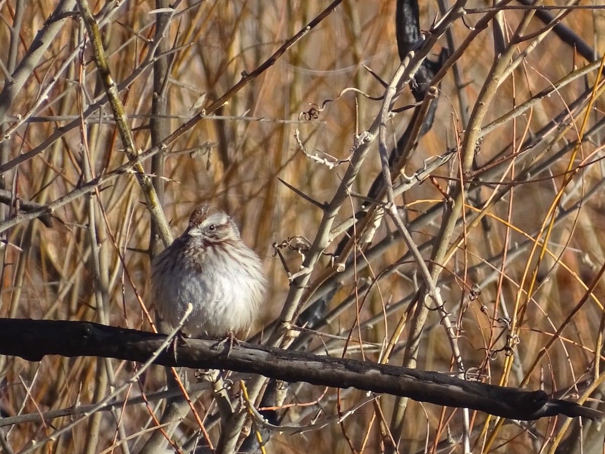 Song Sparrow - ML542617281