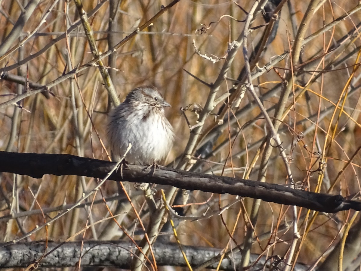 Song Sparrow - ML542617291