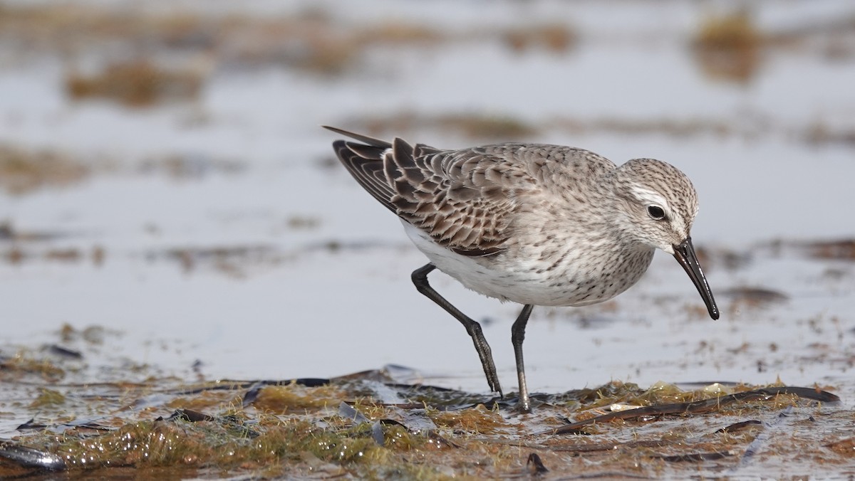 White-rumped Sandpiper - ML542617371