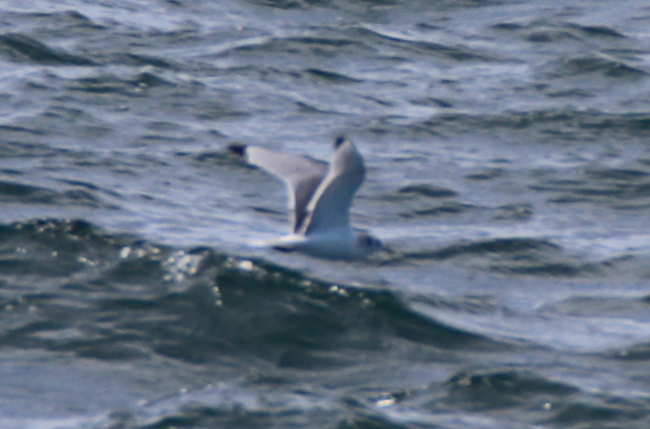 Black-legged Kittiwake - ML542617541
