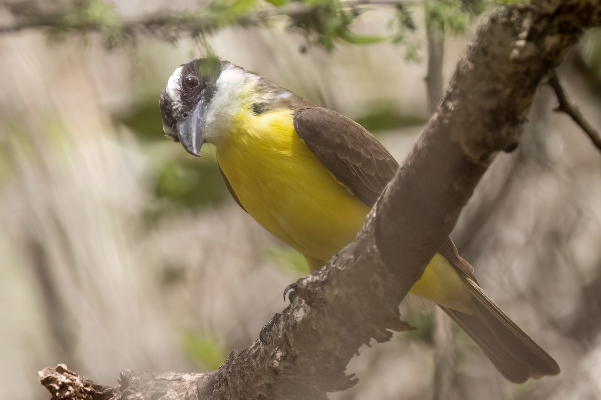 Boat-billed Flycatcher - ML542617611