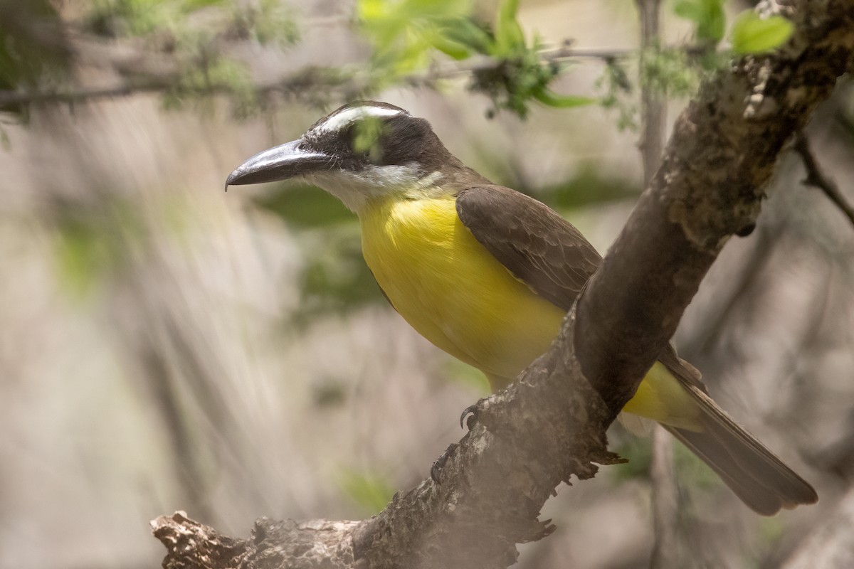 Boat-billed Flycatcher - ML542617621