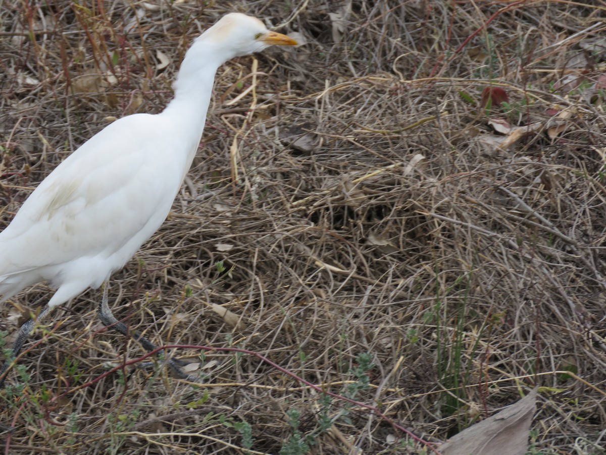 Western Cattle Egret - ML542617721