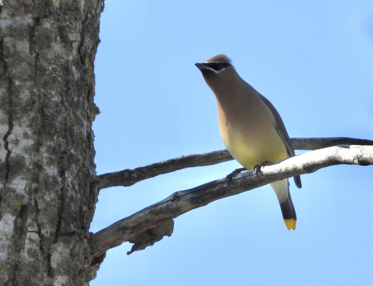 Cedar Waxwing - ML542618191