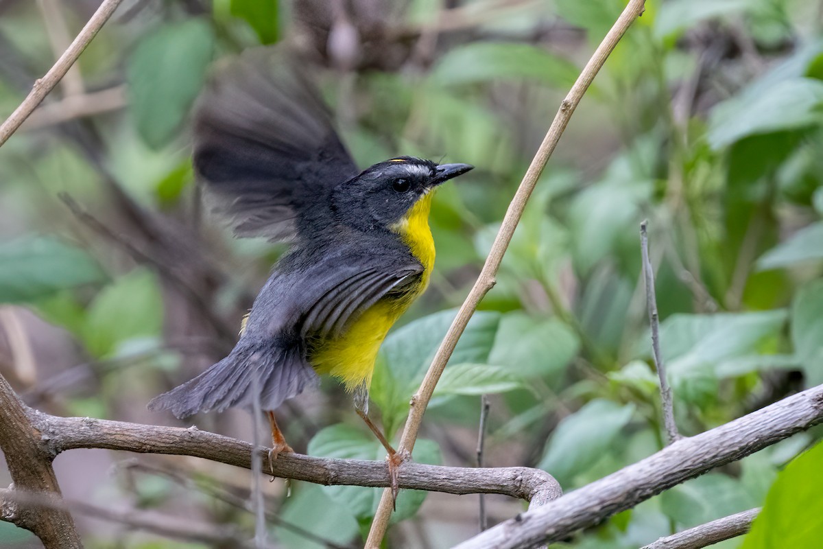 Gray-and-gold Warbler - Greg Bodker