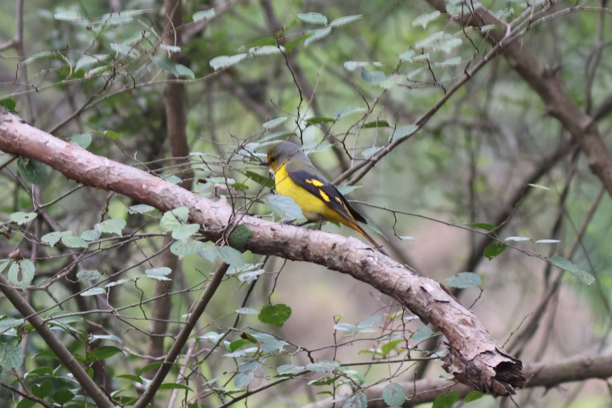 Scarlet Minivet (Scarlet) - ML542620321